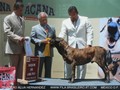 In Memorian - Fila Brasileiro Tigrado - Canil Singular - Podiuns